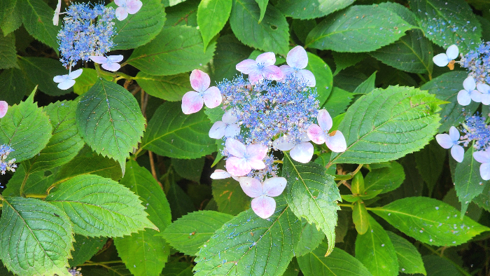 수국과 산수국의 차이, 알고 보면 다른 식물