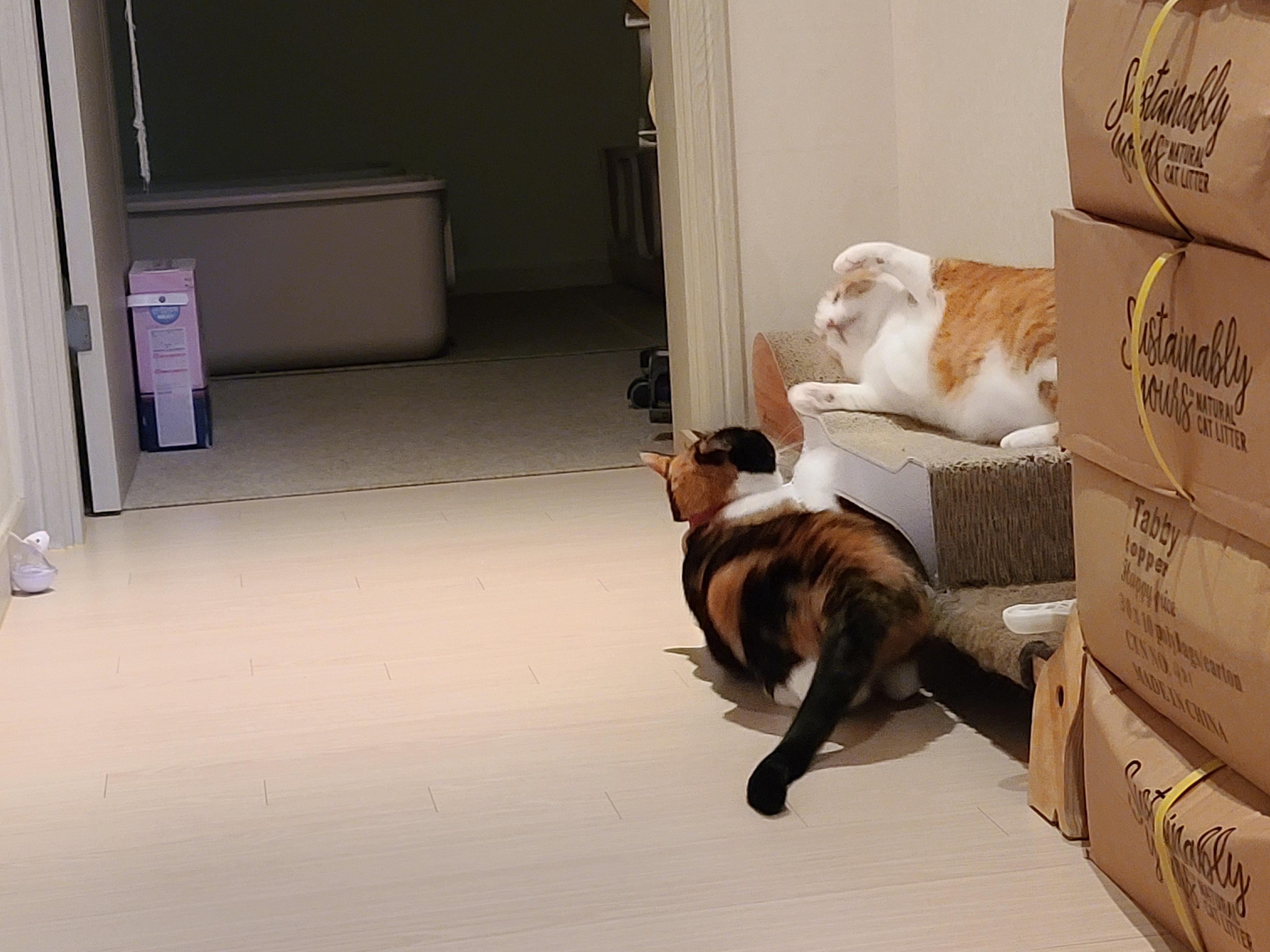 호야 다다 커플 투닥투닥