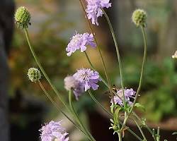 스카비오사(솔체꽃) 이미지 사진