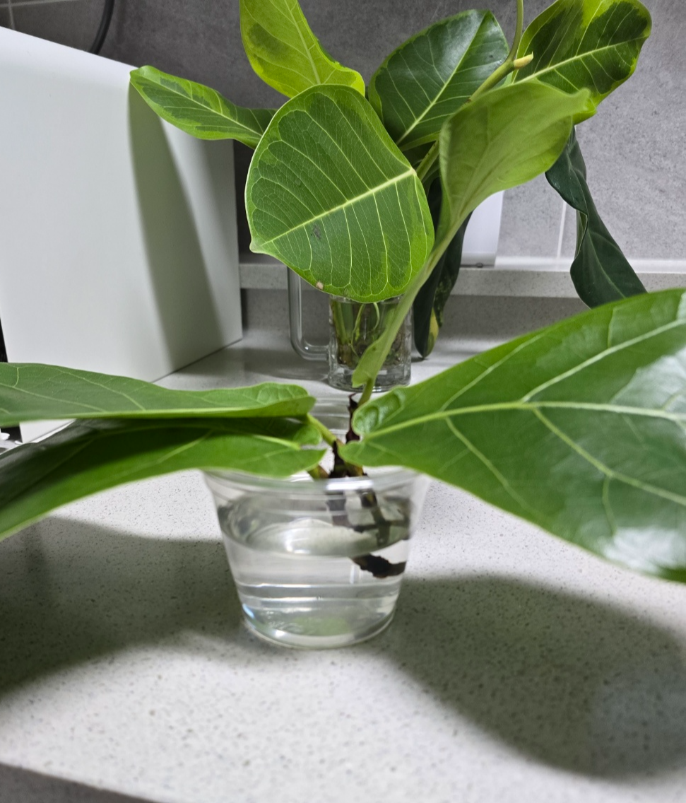 물꽂이중인 떡갈고무나무