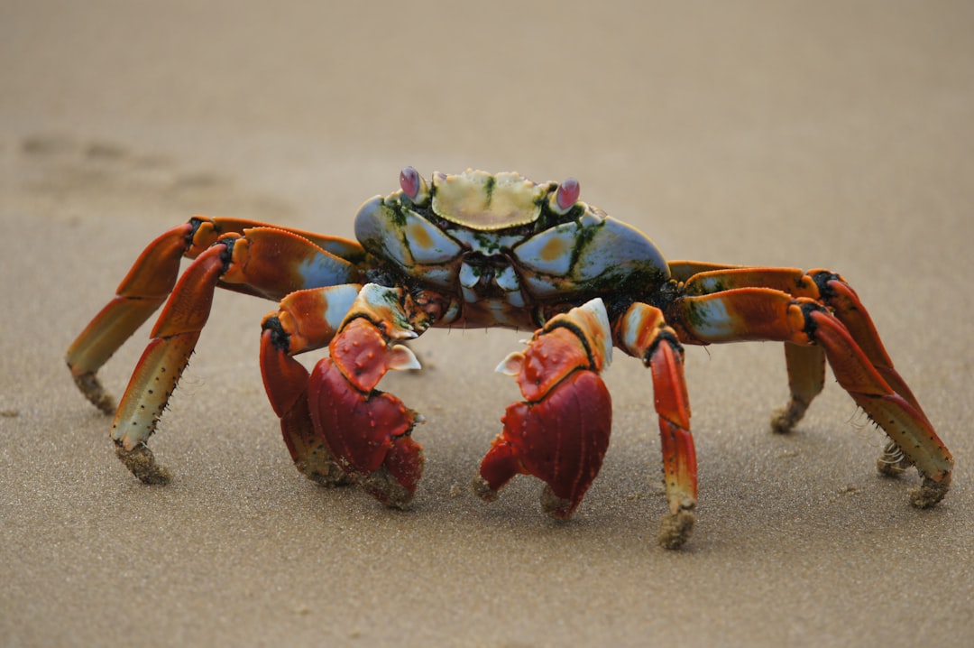 Crab