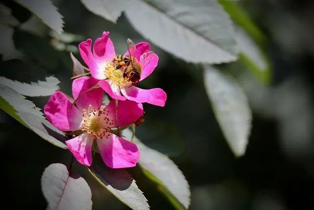 육개장 맛있게 끓이는법 사골 육수 레시피_1