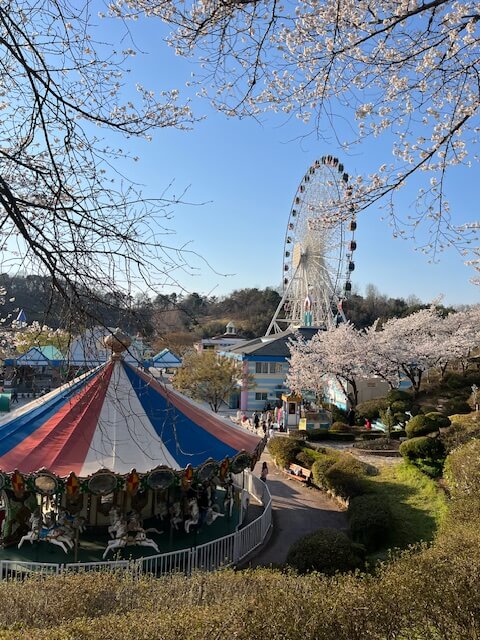 광주 패밀리랜드 놀이기구와 벚꽃
