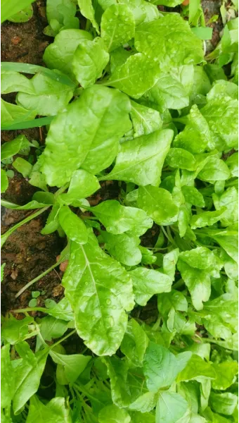 근대 재배 잎 따기 간격 유지 연속 수확_5