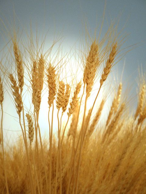 탈모 영양제 추천