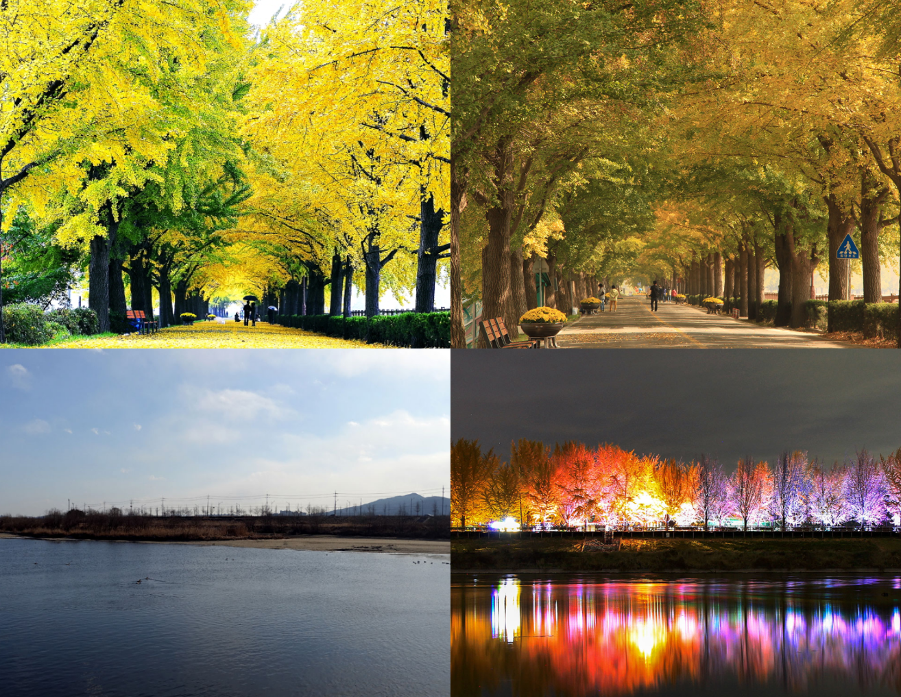 곡교천 은행나무길