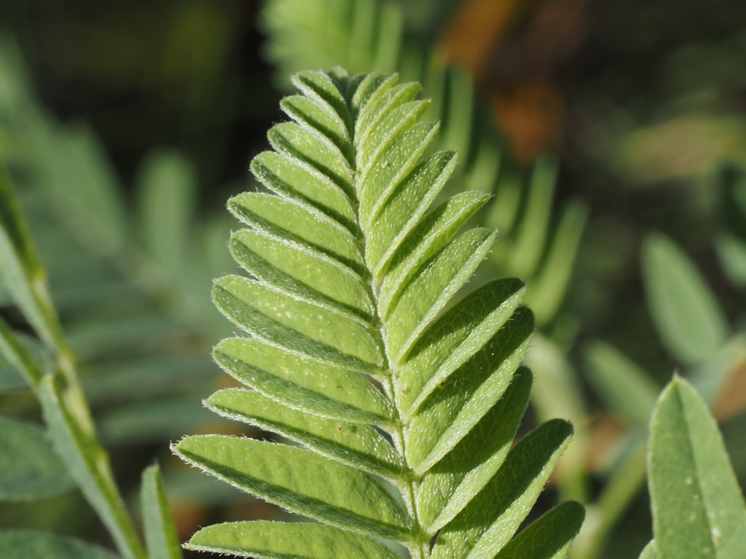 Astragalus.