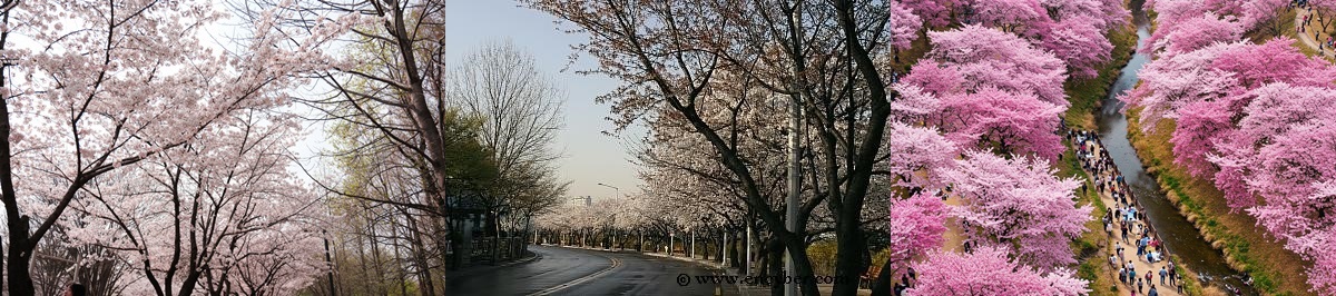 2025 벚꽃길