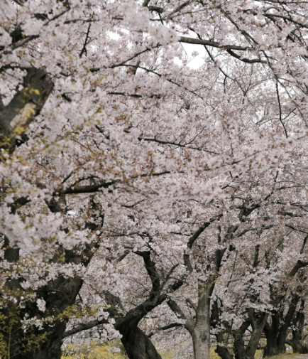 2026 벚꽃 개화시기 및 일정