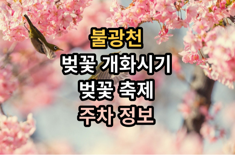 불광천벚꽃