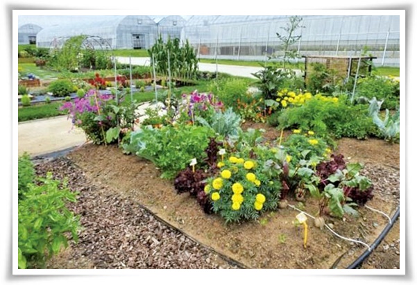 텃밭 "9월에 심기 좋은 작물" 풍성한 수확 기대해도 좋아요!