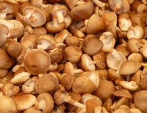 호미곶표고버섯농장