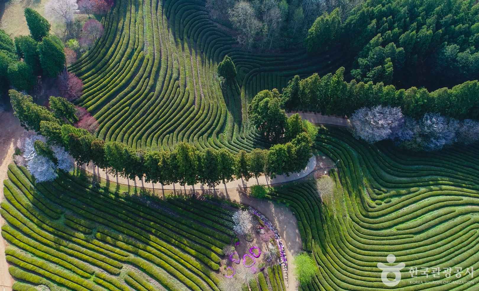 보성 대한다원 녹차밭