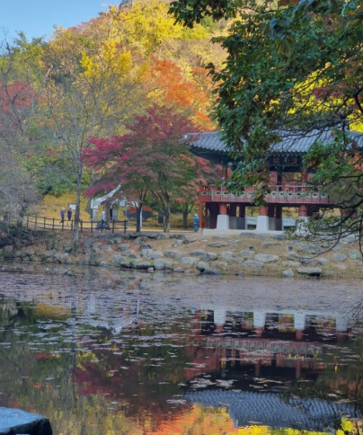 '100억송이' 가을꽃