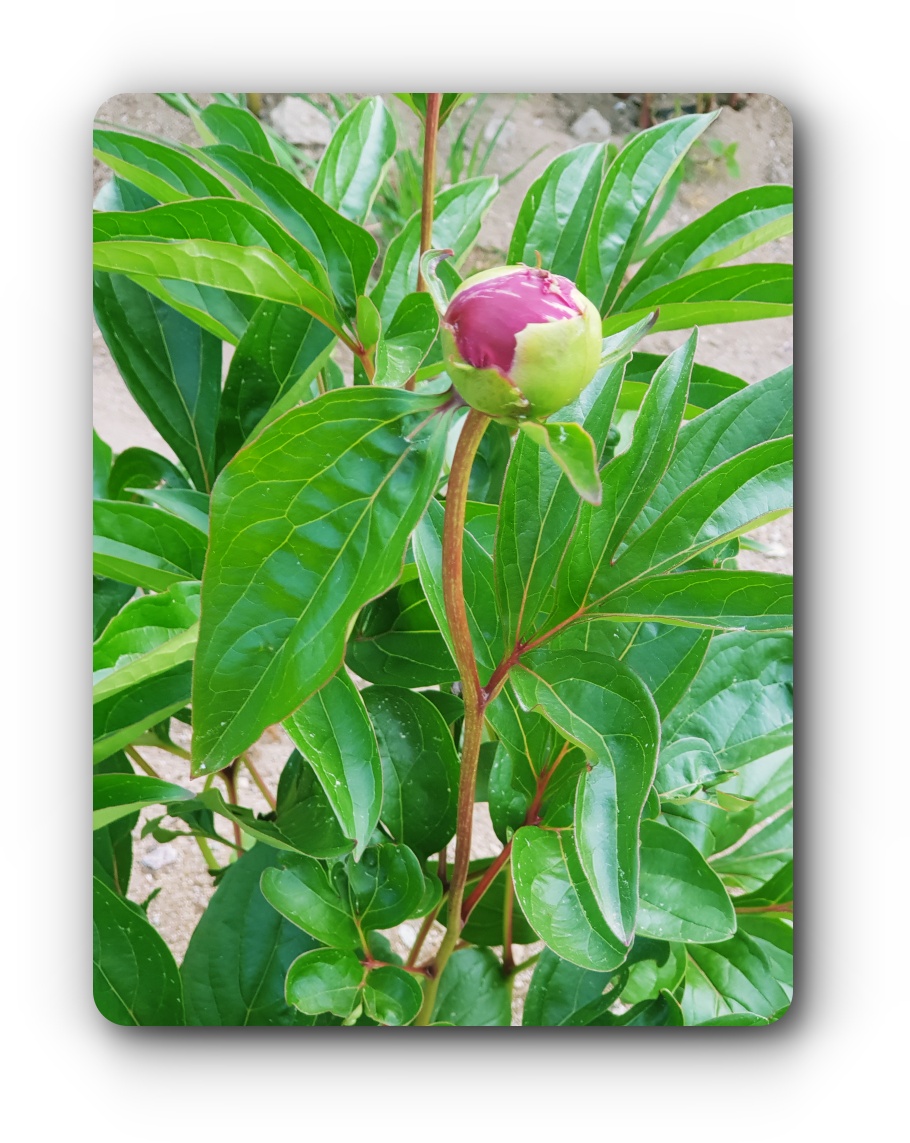 작약의-꽃말-수줍음