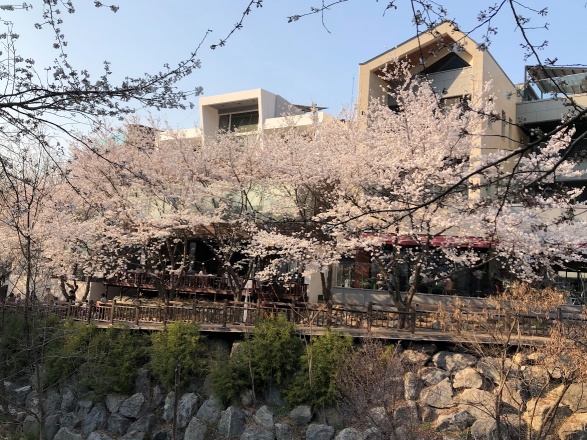 예술공원 벚꽃5