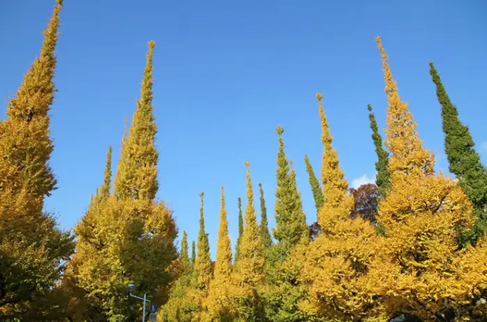 메이지신궁-외원