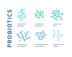 유산균 vs 프리바이오틱스 vs 프로바이오틱스