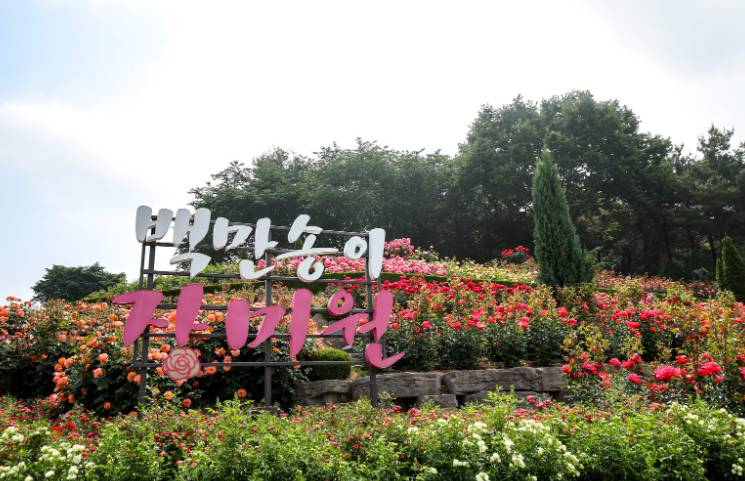 부천 백만송이 장미축제 2025