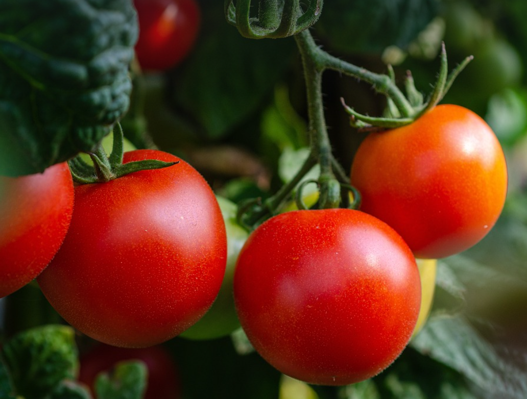 방울토마토-사진