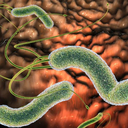 헬리코박터균의 전염성