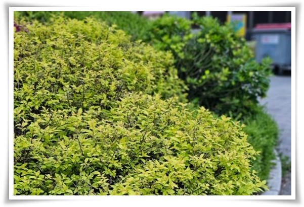 "설유화" 눈꽃보다 아름다운 꽃, 봄을 깨우는 순백의 기적!