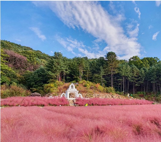 허브아일랜드 핑크뮬리