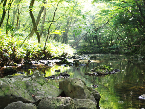 제주도 사려니 숲길