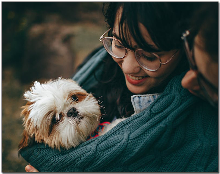 주인의 품에 안긴 시츄