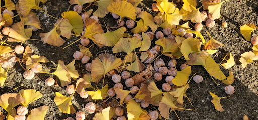 바닥에 잔뜩 떨어진 노란 은행잎들과 노란 열매들