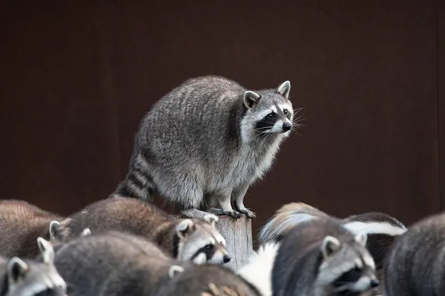 야생 너구리 도시 특징 매력 성격_6