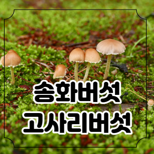 우울증 자가 진단 이해하기