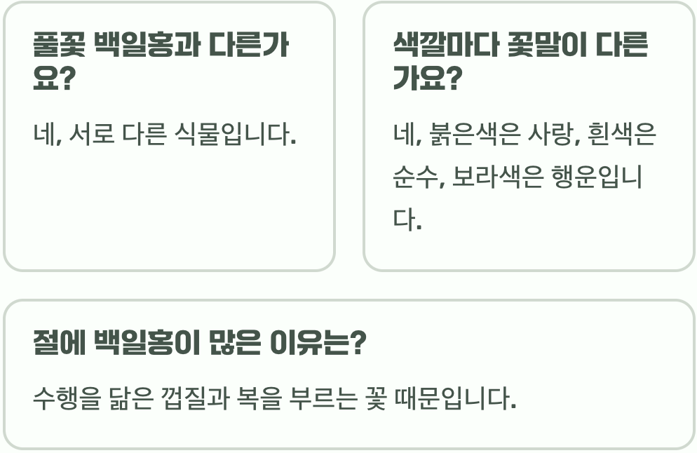 백일홍 꽃말 사랑과 풍요를 상징하는 특별한 의미와 문화적 가치