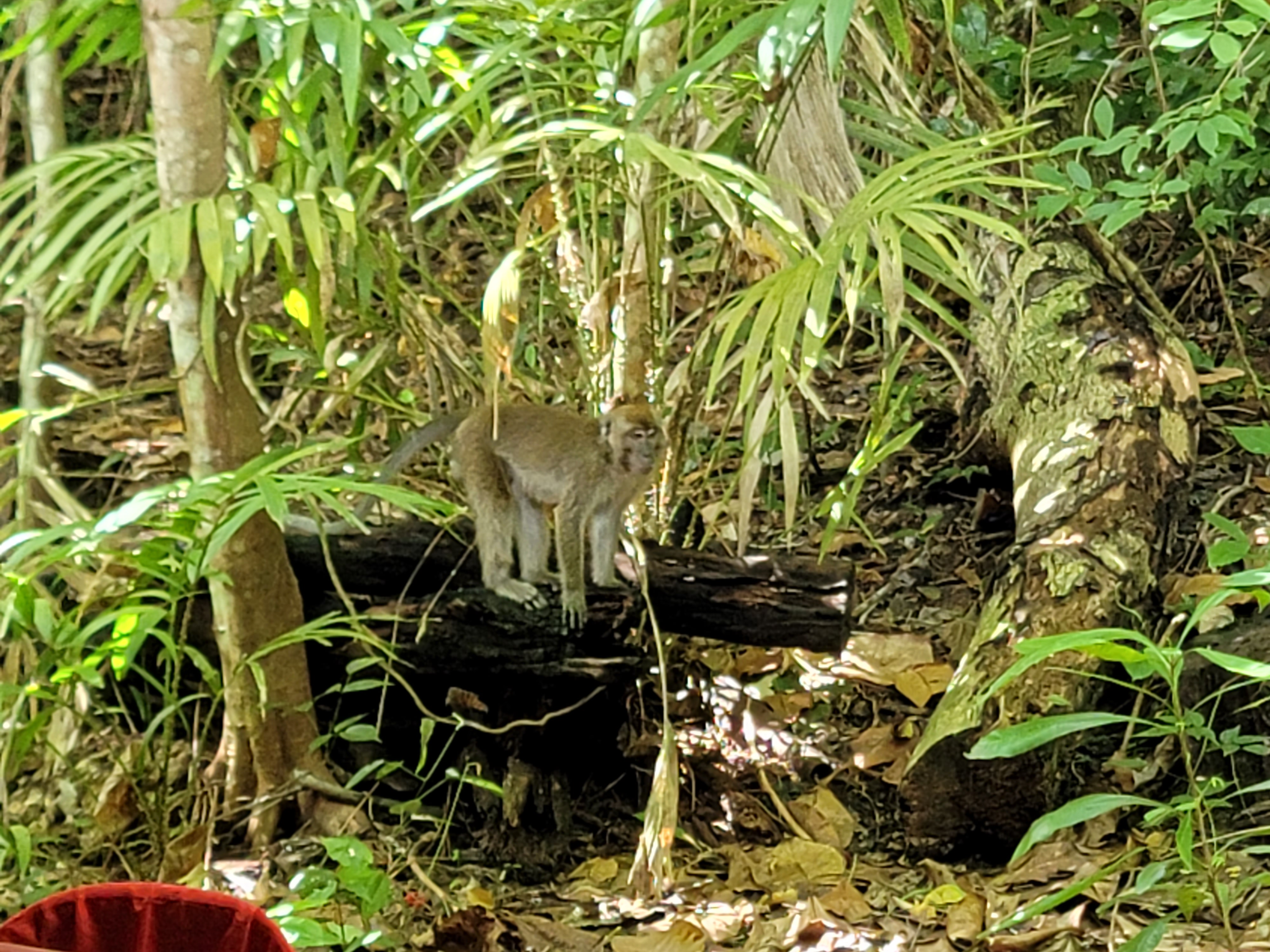 코타키나발루 사피섬 마누칸 호핑투어