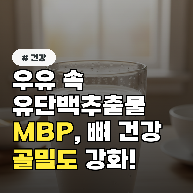 우유 속 유단백추출물(MBP), 골밀도 강화와 뼈 건강!