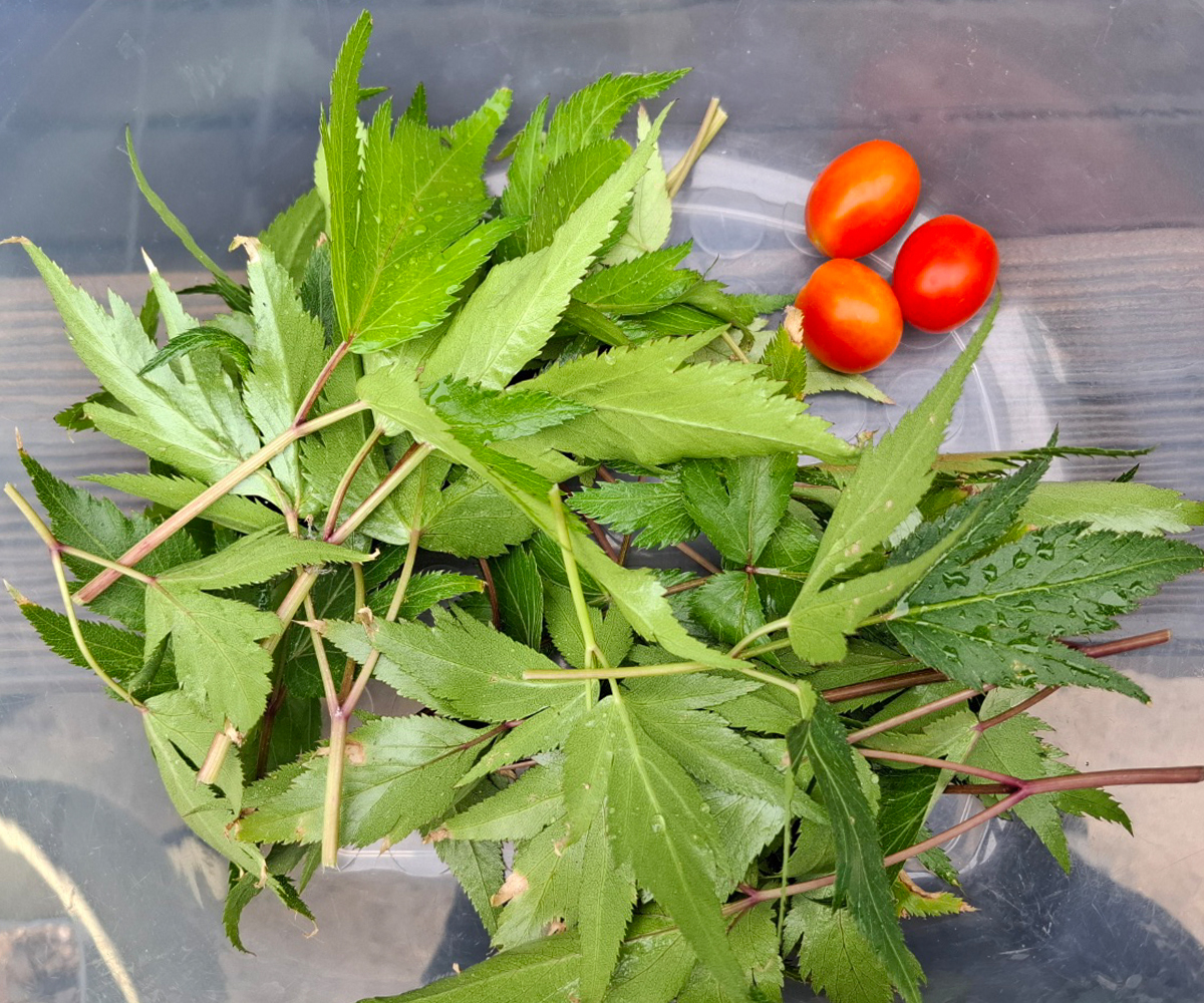 첫 수확으로 얻은 당귀, 방울토마토