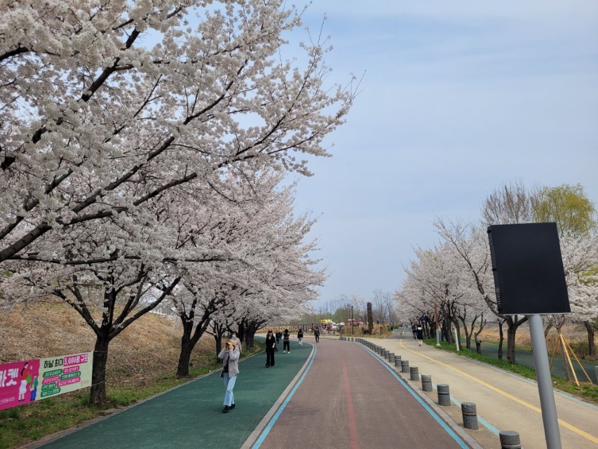 하남 당정뜰 벚꽃 터널 산책로