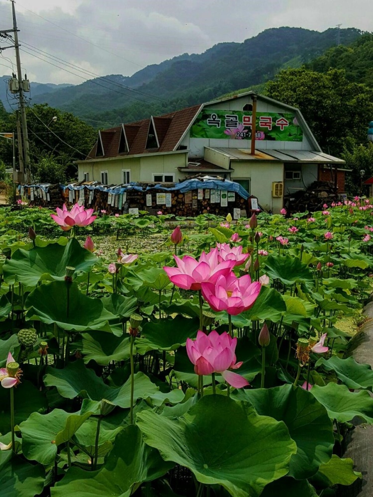 이맛에 살지 연꽃과 연잎 가득한 곳에 있는 연잎막국수, 연잎밥정식, 연잎토종닭 백숙 춘천 맛집 추천