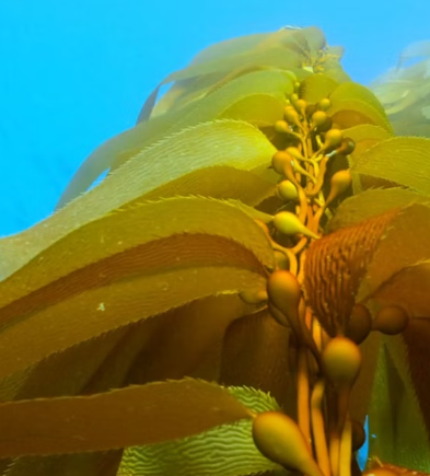 다시마 효능 부작용 칼로리