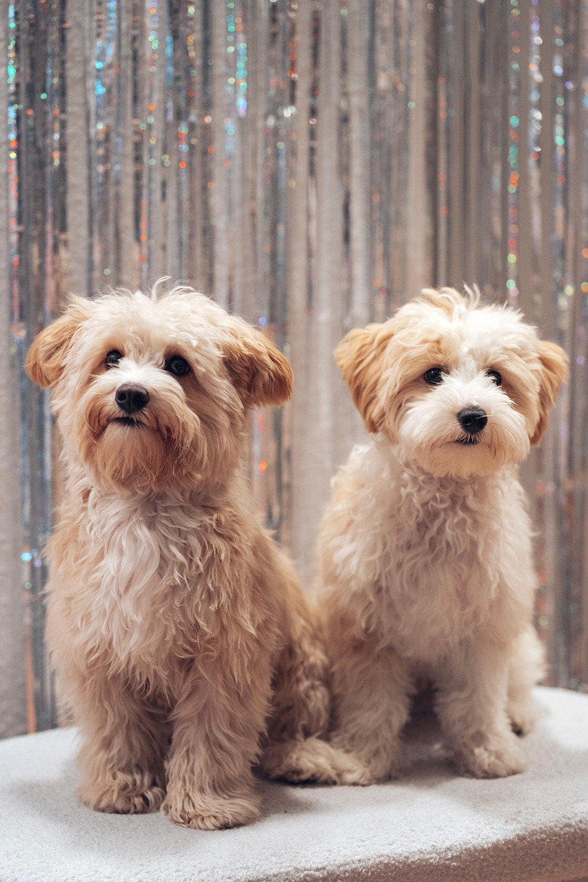 말티푸 털 빠짐 적고 가정에서 키우기 좋은 반려견