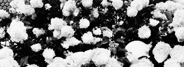 원추형 수국 (패니큘라타, 목수국)