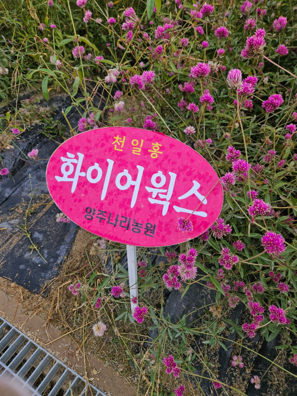 천일홍-화이트웍스