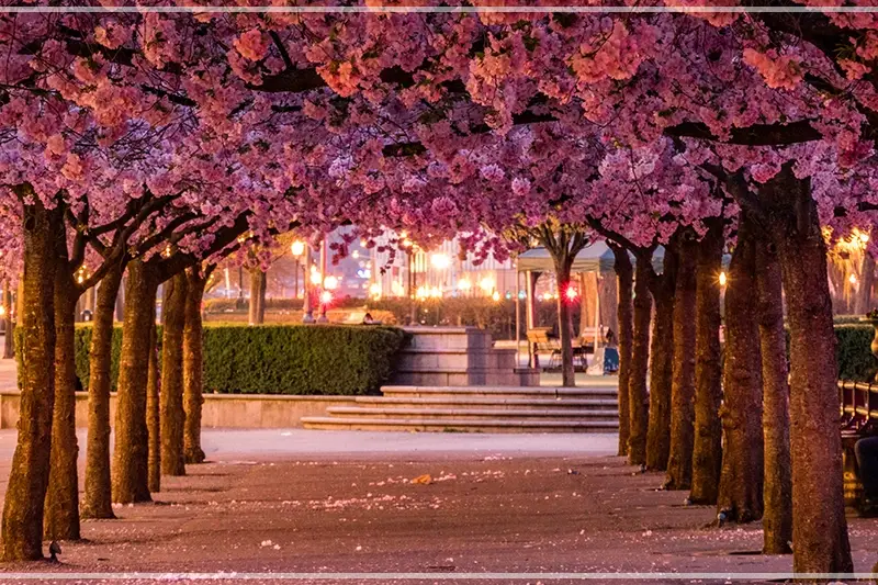 2025-벚꽃-개화-시기-주요도시-군락지