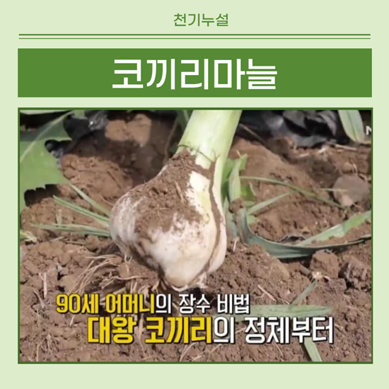 천기누설 코끼리마늘 썸네일