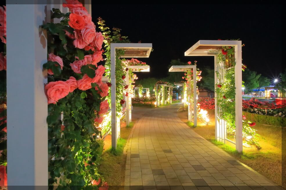 2024곡성장미축제 기간 내용 입장료 주차장 숙박[총정리]