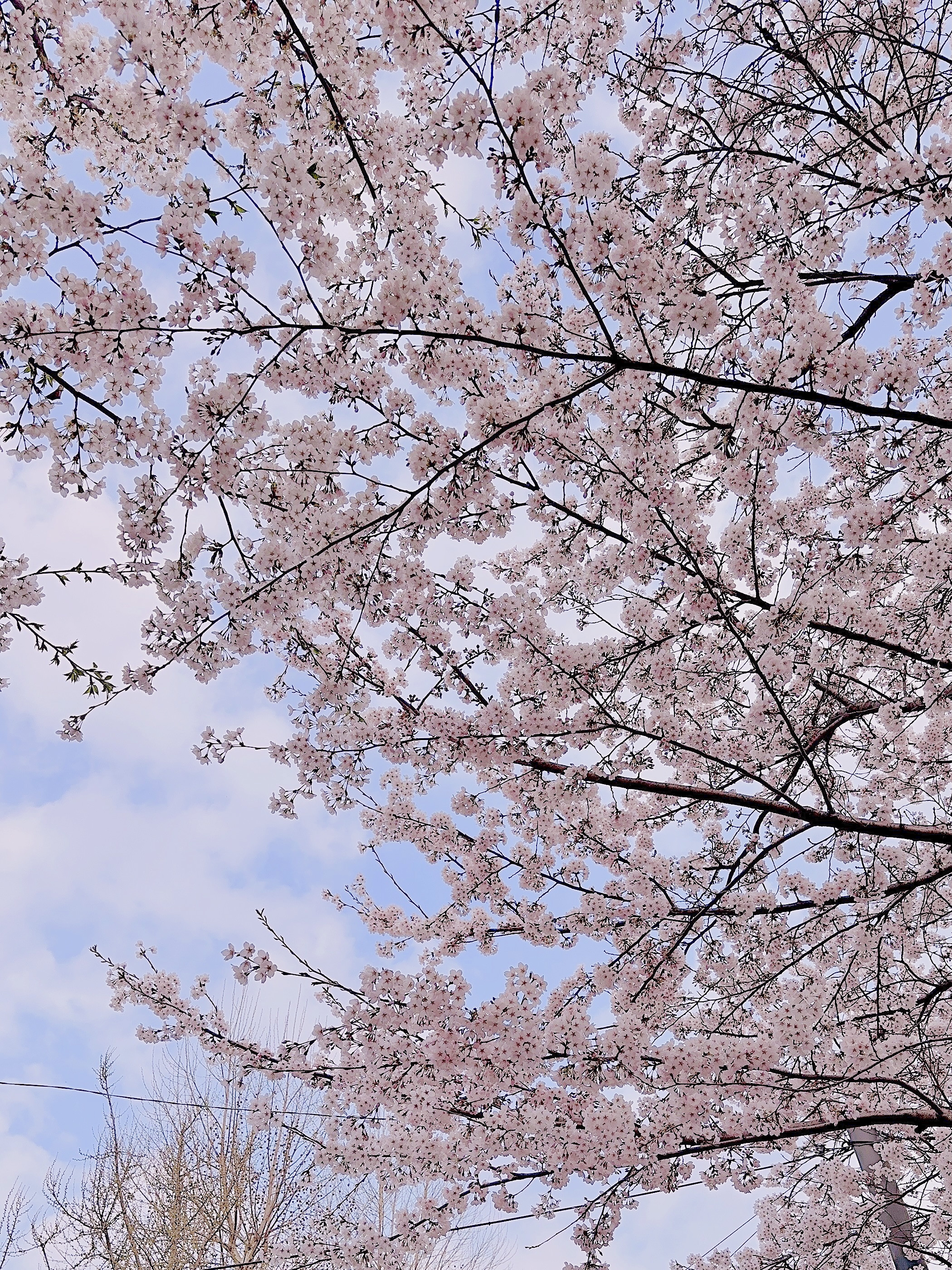 2025 벚꽃 개화시기 벚꽃데이트