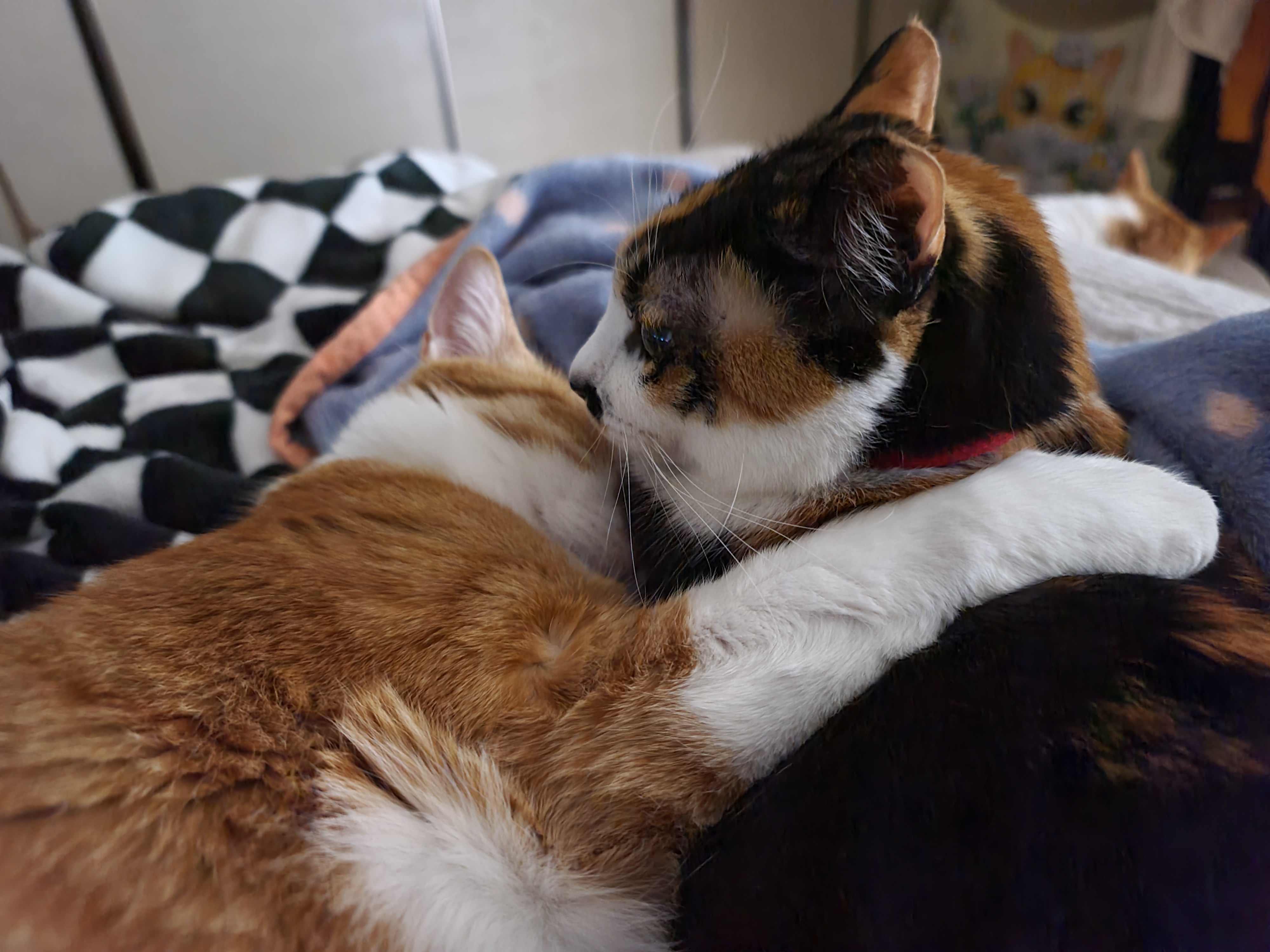 너무 다정하게 자고 있는 고양이 커플 (feat. 집사 눈치챙겨!)