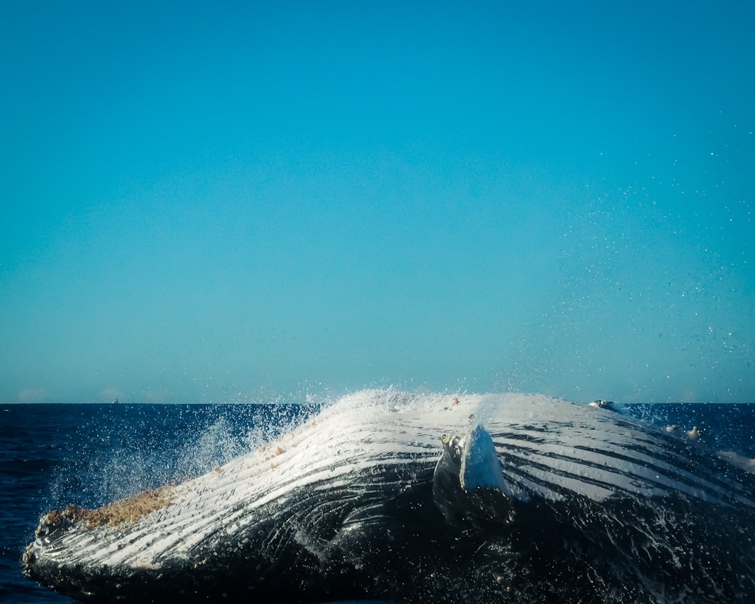 Breach
