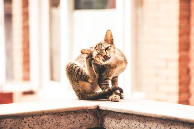 고양이 털