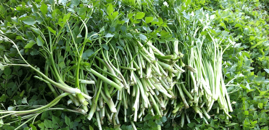 돌마니라 사진 - 11